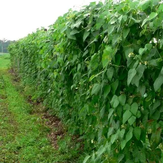 Lima Beans